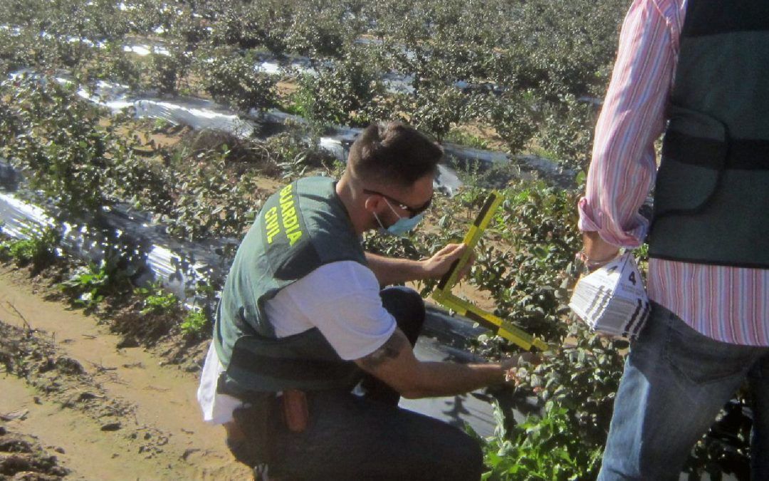 Investigados por cultivar arándanos de variedades protegidas en San Bartolomé