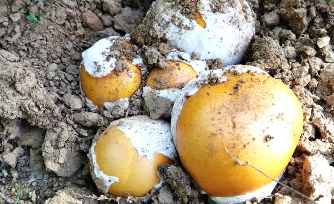 Encuentro con la naturaleza en las Jornadas Micológicas de Zalamea la Real