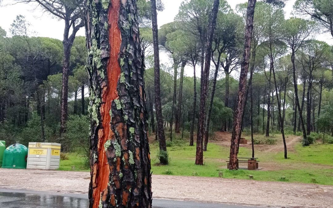La imagen: Un rayo cae sobre el Pinar y destroza una caja de acometida eléctrica