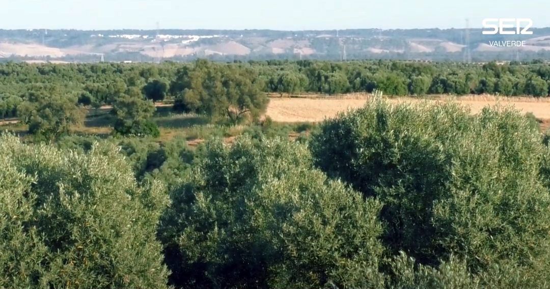 Beas organiza el domingo una marcha cicloturista para mostrar su nueva Ruta del Aceite