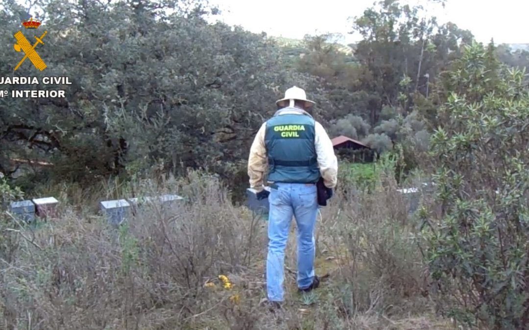 La Guardia Civil investiga a una persona por el robo de 50 colmenas en Zalamea