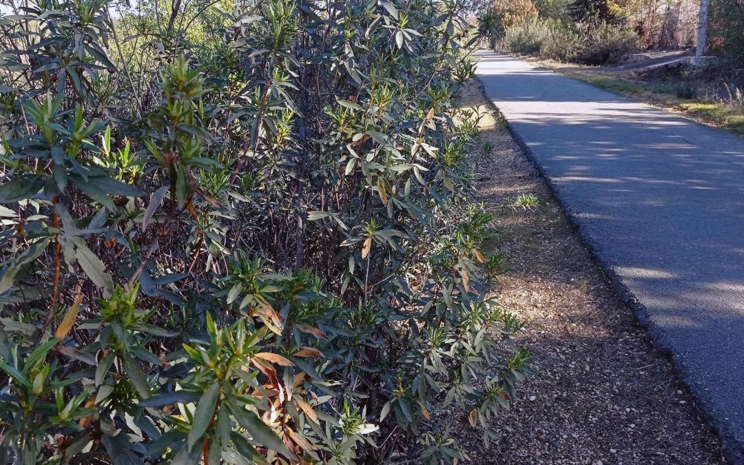 La Mancomunidad Campiña-Andévalo planea una auténtica revolución sobre la Vía Verde