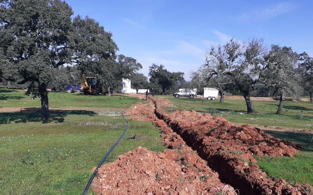 Paymogo se vuelca en la reforestación de la finca donde se celebra la romería