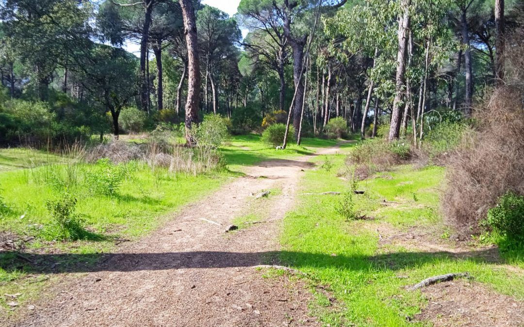El Pinar recupera este viernes el ocio nocturno en Carnaval con actuaciones musicales