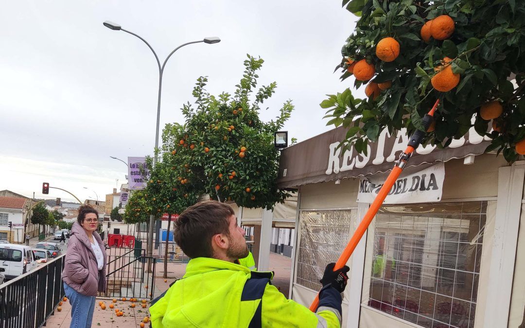 Arranca la campaña de recogida de naranjas en Valverde