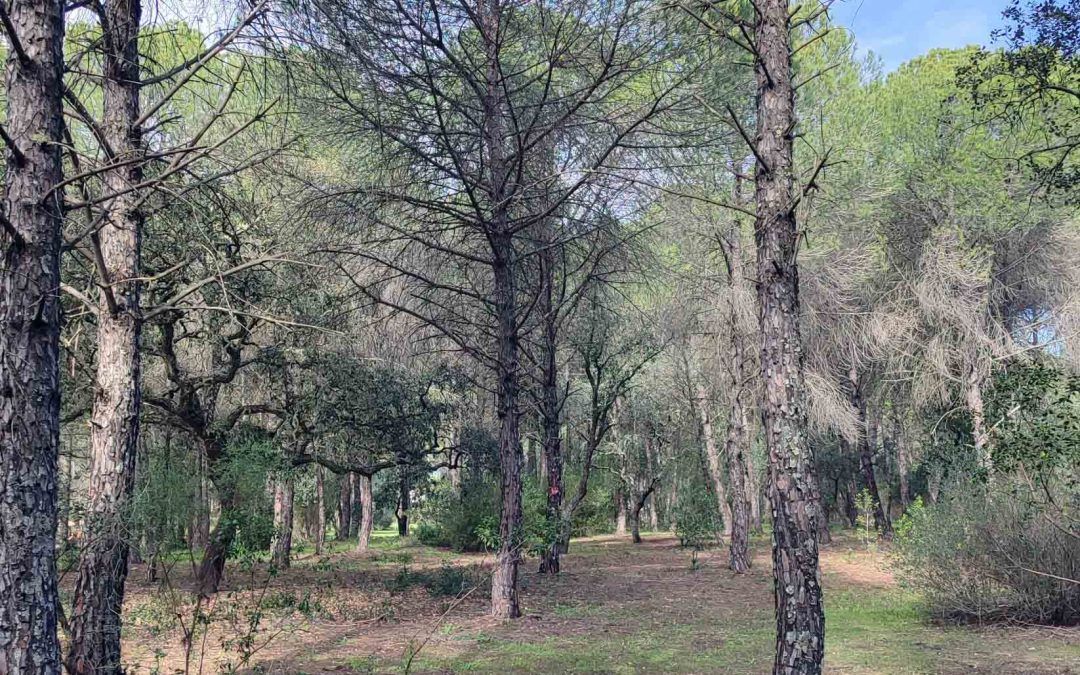 El Saltillo recibe tareas forestales para regenerar su masa y reducir el riesgo de incendios