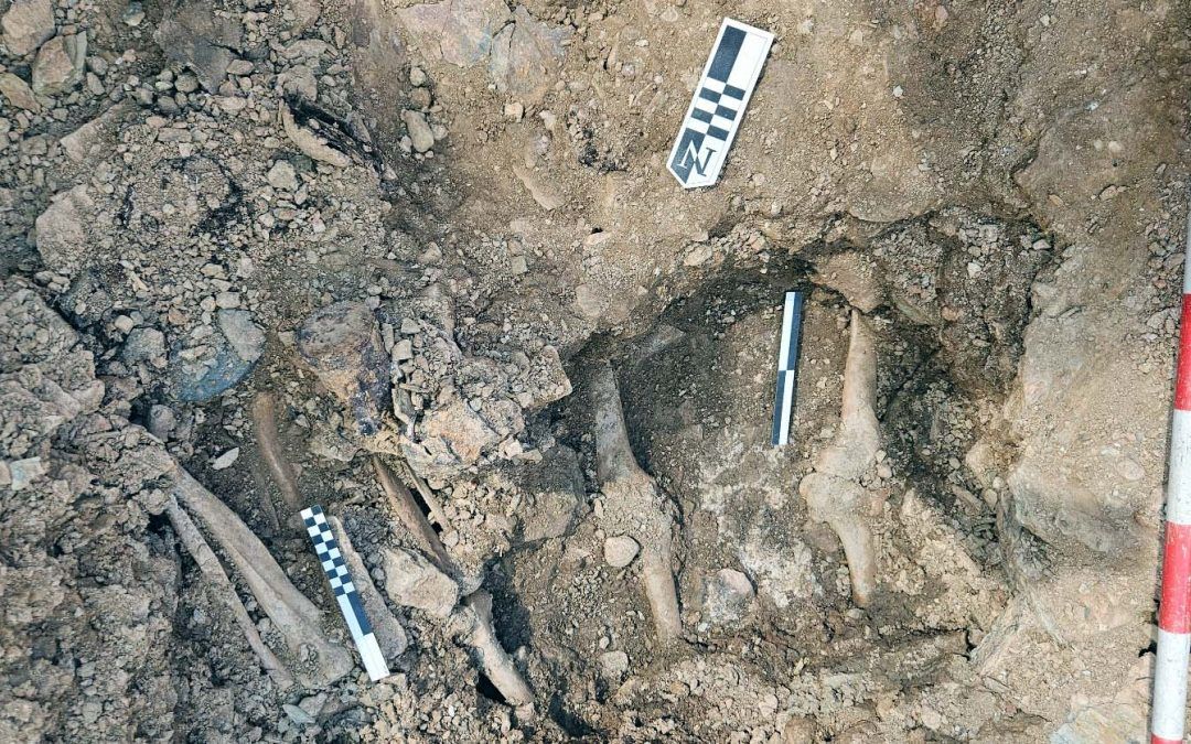 Aparecen los primeros restos de represaliados en una fosa común del cementerio de Valverde