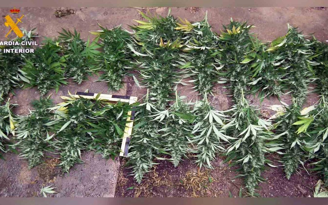 La Guardia Civil desmantela una plantación de marihuana en una vivienda de Paymogo