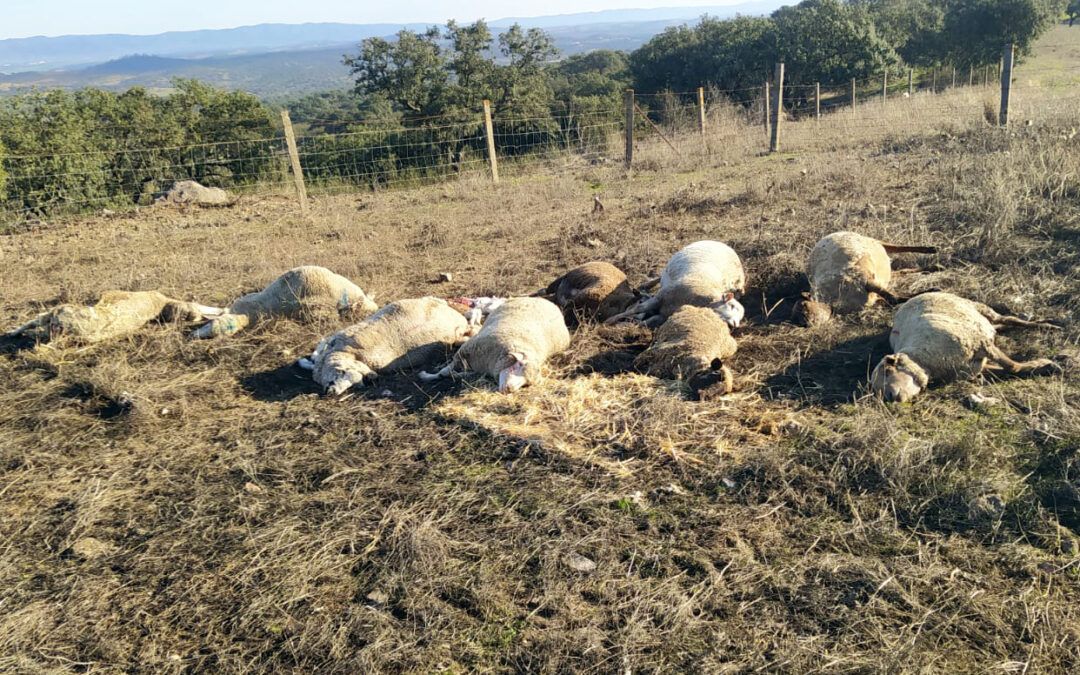 La lengua azul hace estragos en el Andévalo