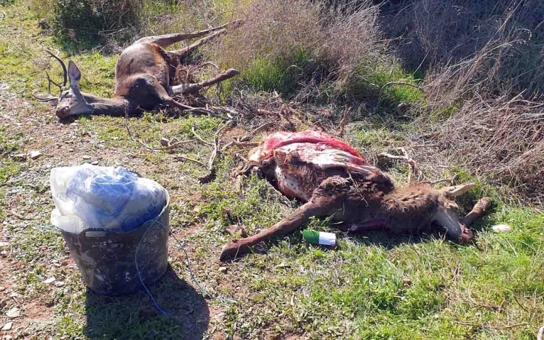 Ecologistas en Acción denuncia la caza furtiva de ciervas con crías en Berrocal