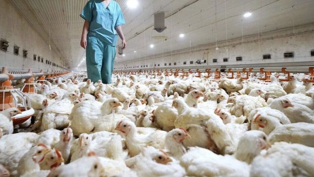 Oficial: declarado un foco de gripe aviar en una granja de aves de corral de Valverde